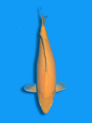 Karashigoi | Koi&Co.